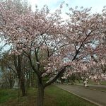 20165月緑ヶ丘公園　桜3(周辺)